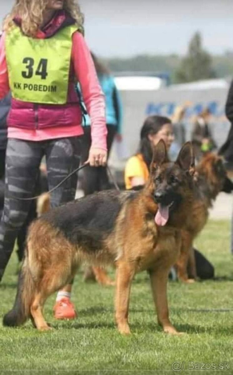 Nemecký ovčiak šteniatka - 7