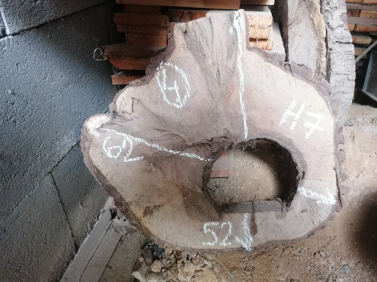 Orech - priečny rez - 7