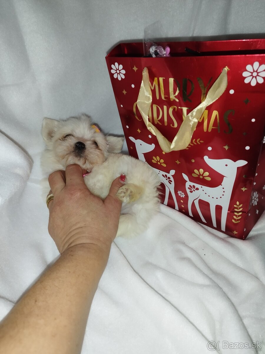 Mini maltezak šteniatka - 7