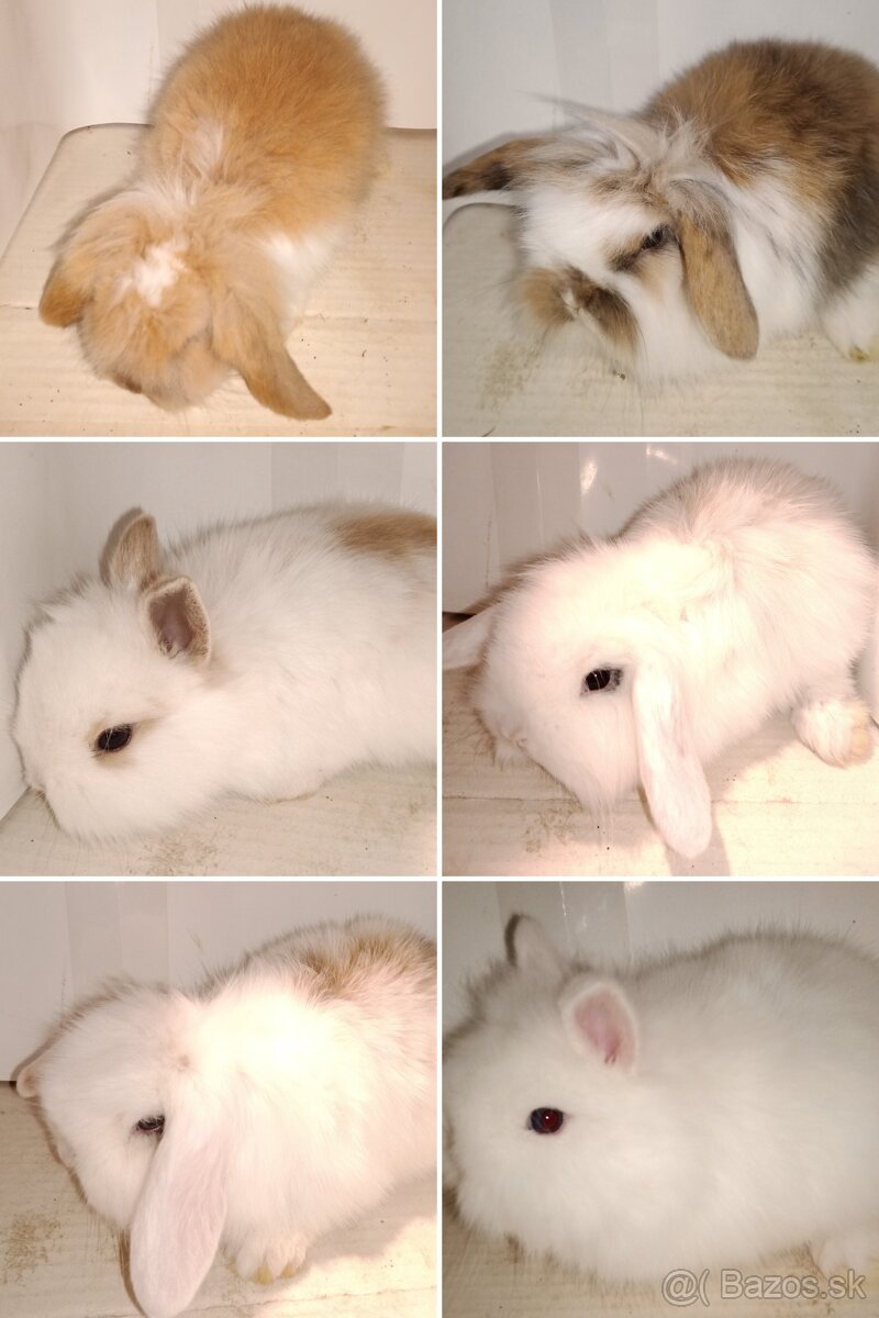 Zdrobnelý zakrslý králik - 7