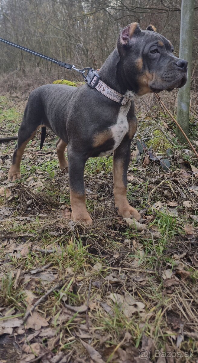 American bully xl - 7