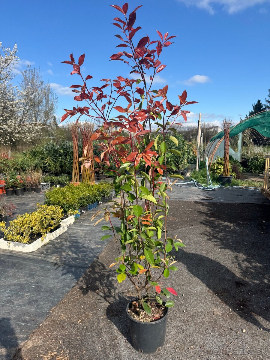 Cervienka Vavrinivec - 7