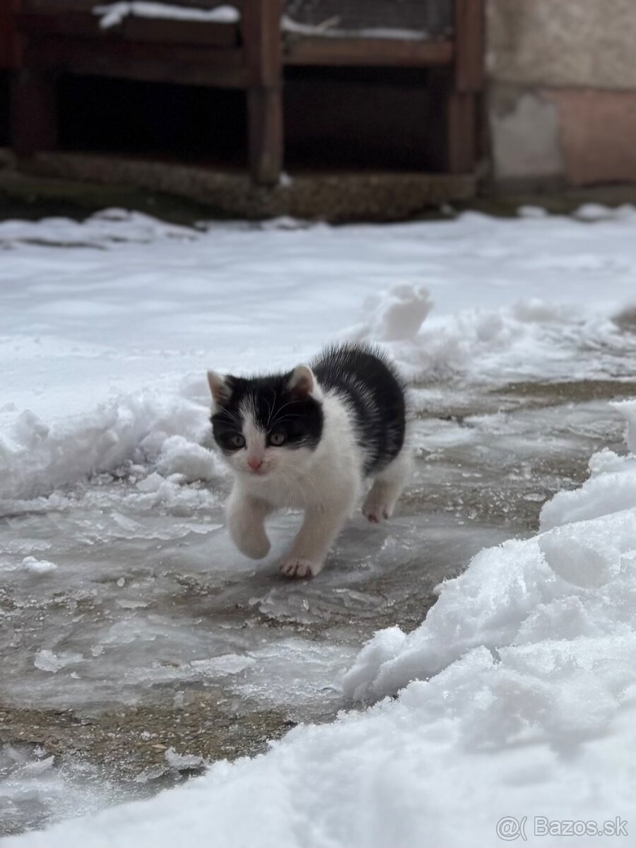 Mačiatka - 7