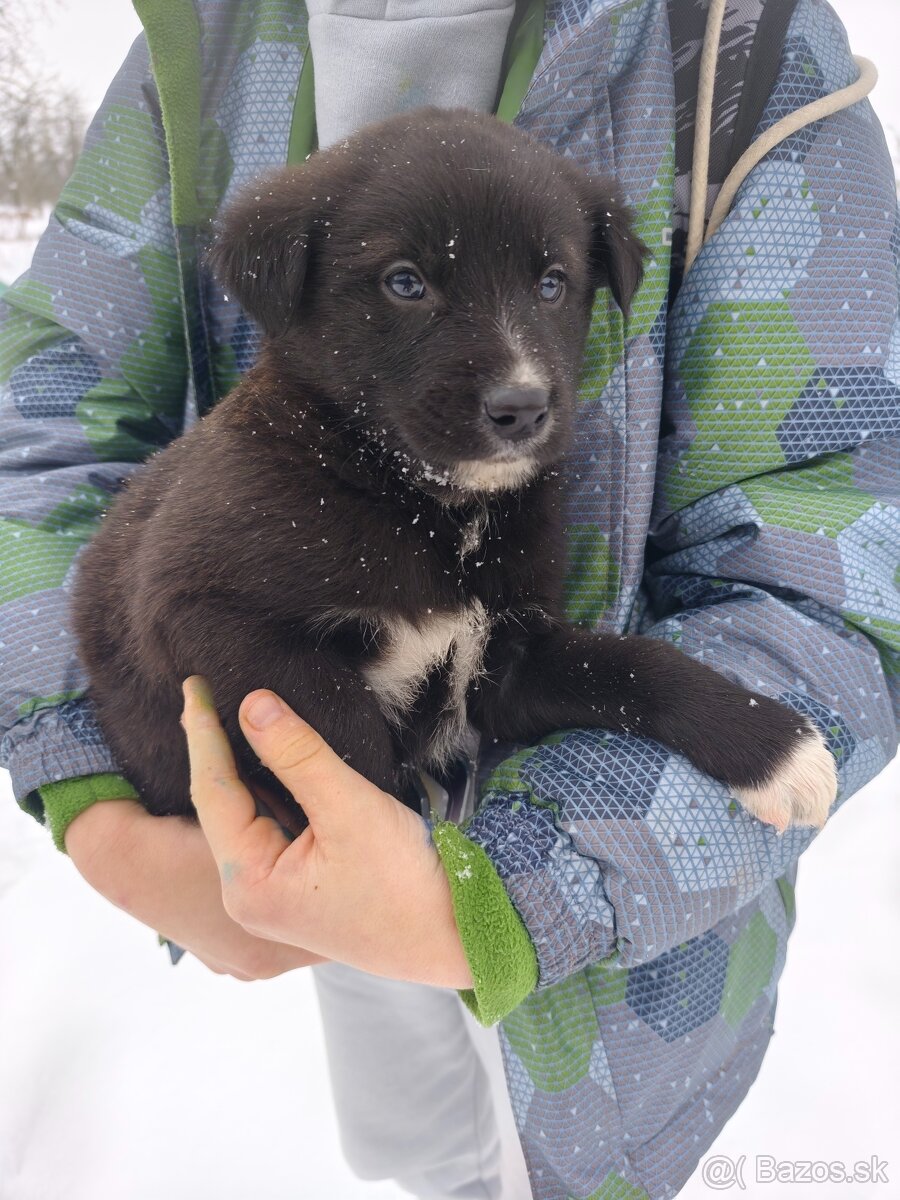 Darujem šteniatka - 7