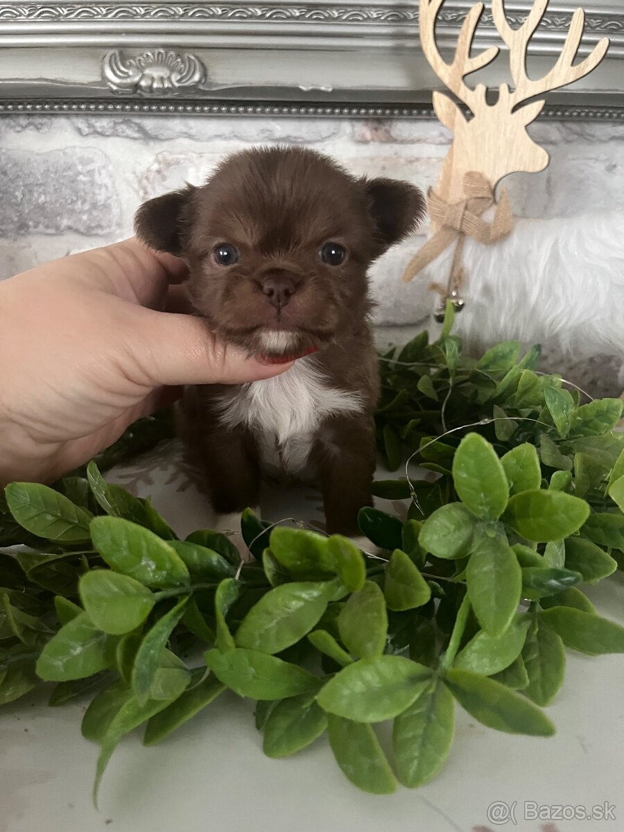 Čivava s PP FCI - 7