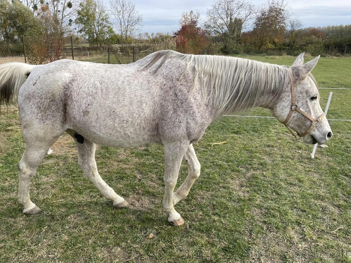 Arabsky plnokrvník - 7