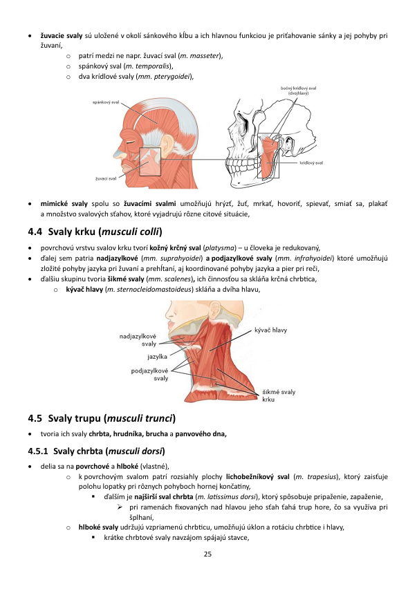 Biológia človeka - 7