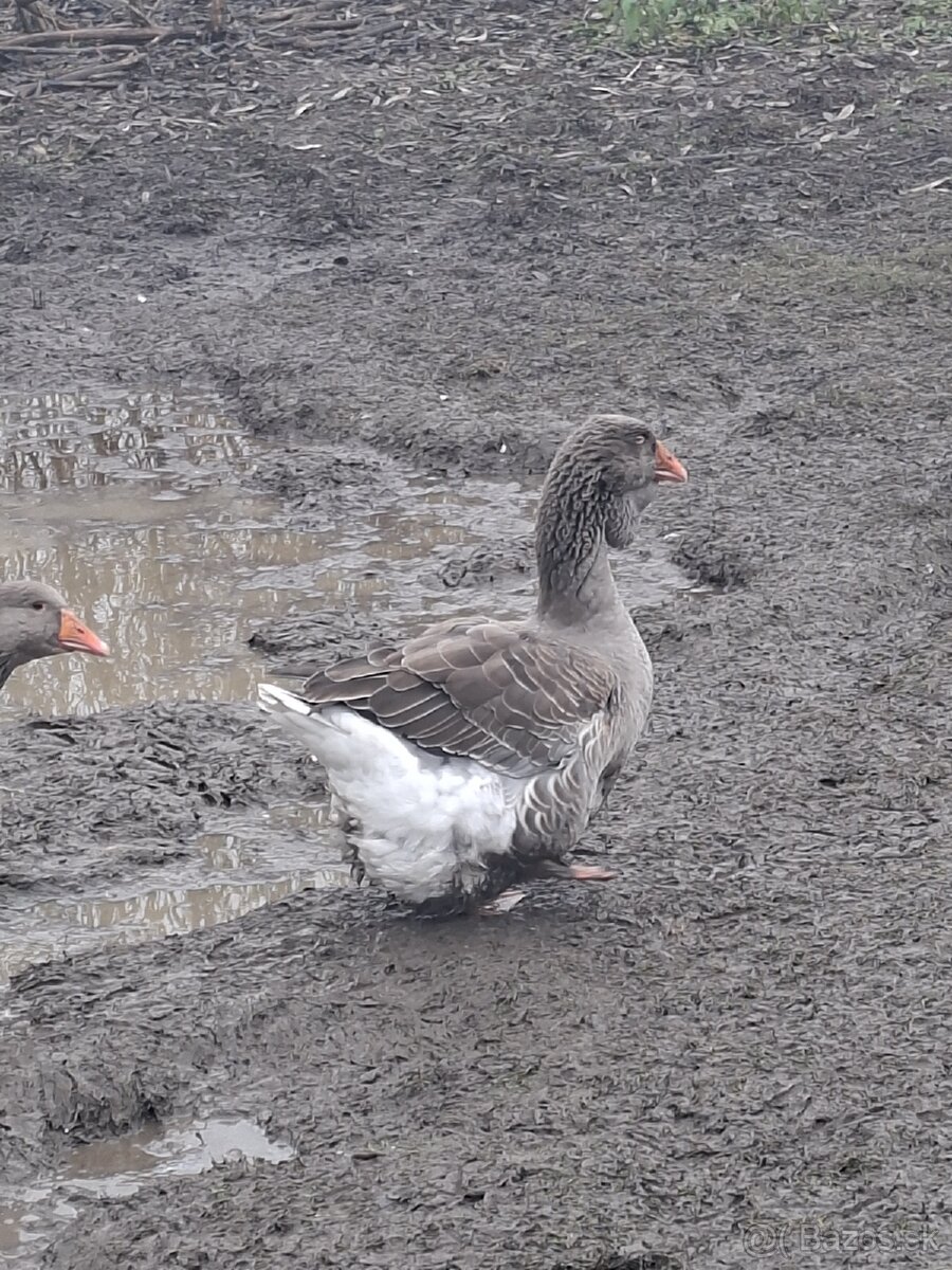 Predám tulúzske husi a gunare - 7