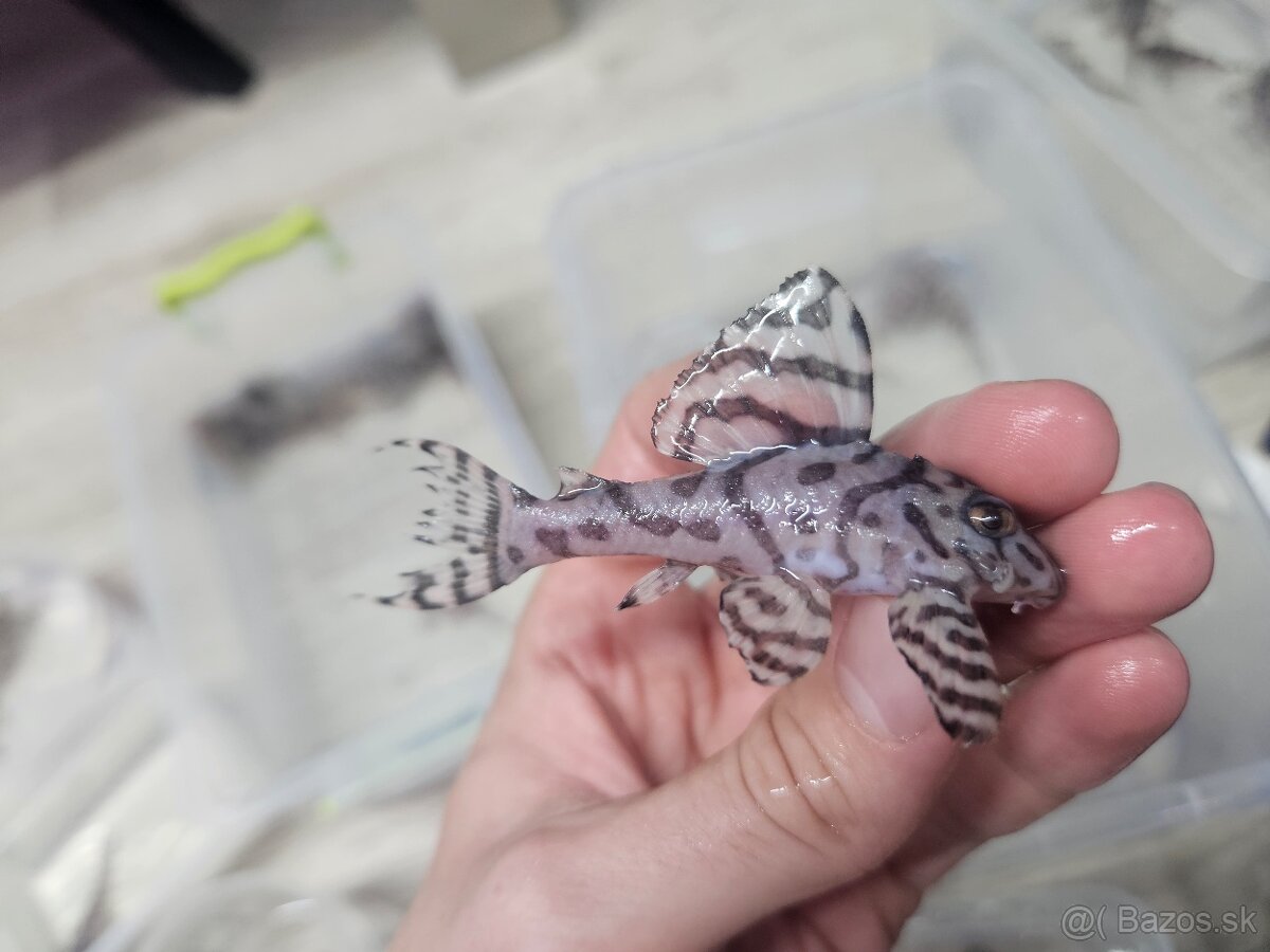 L 236 Super White - odchov - 7