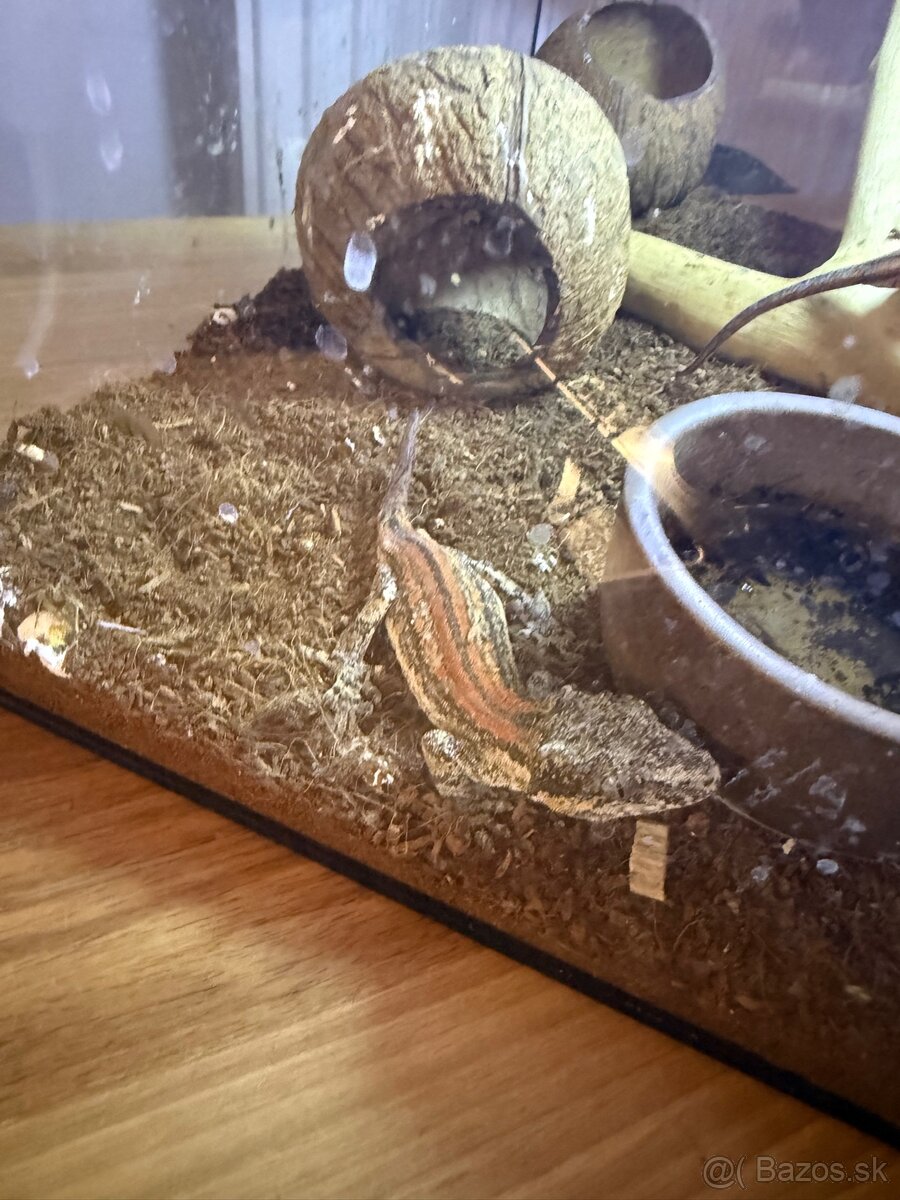 Gekón 2x + terarium - 7