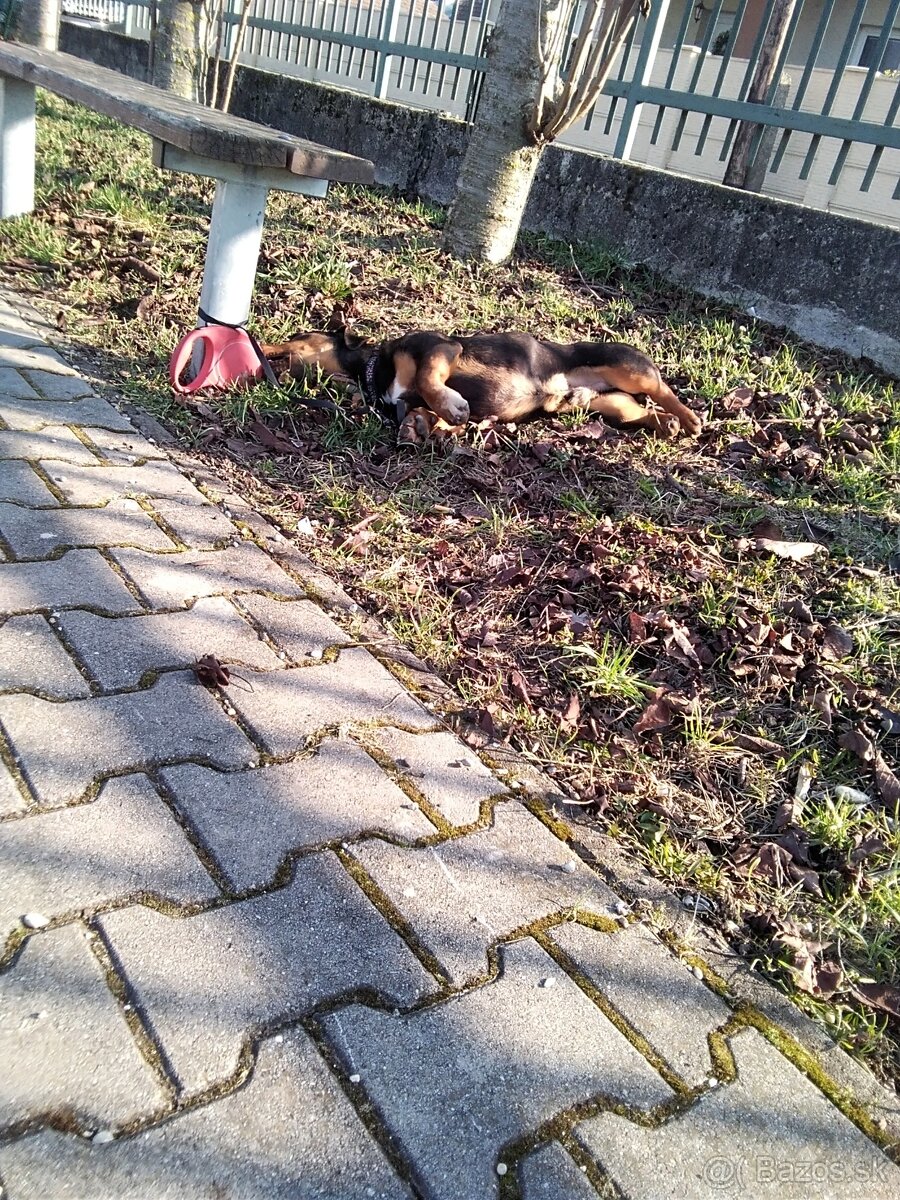 Darujem šteniatko psa - 7