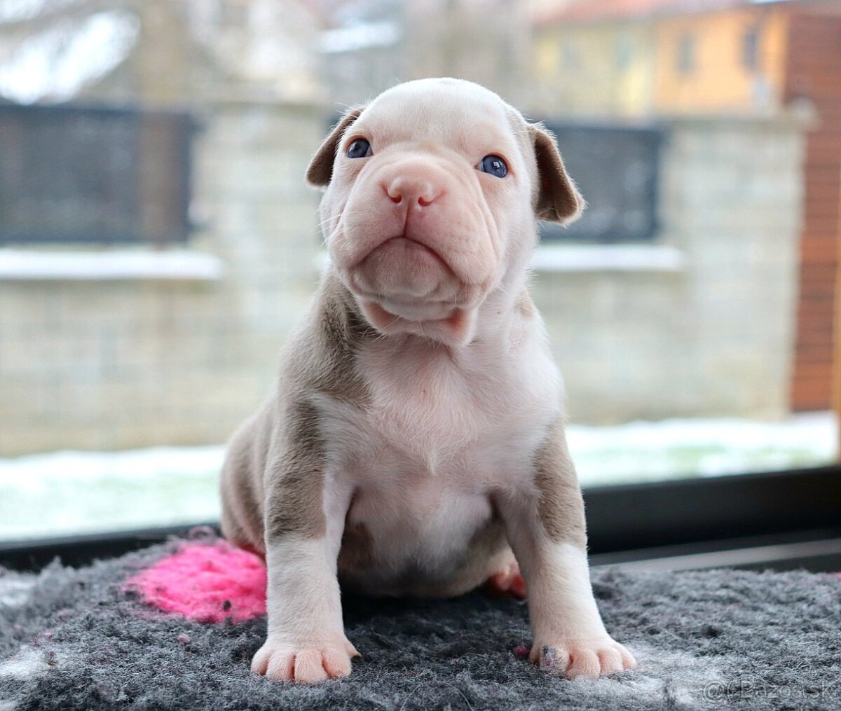 American bully - 7