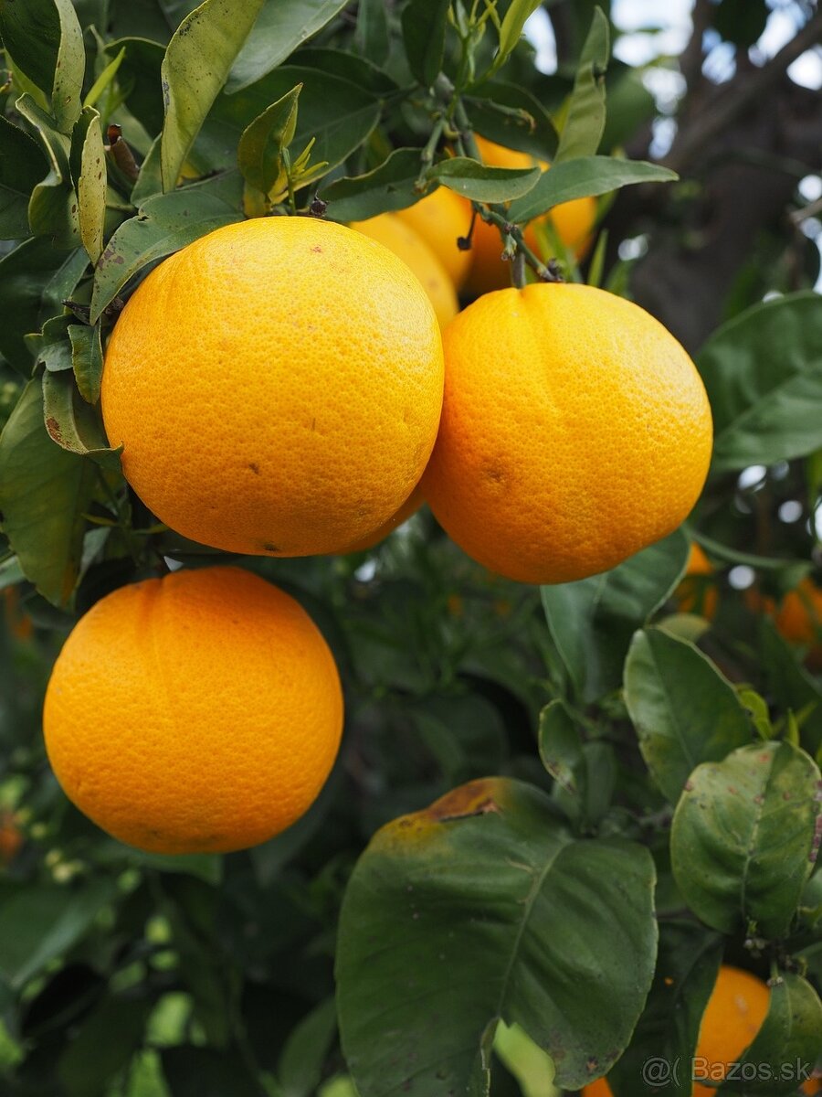 Pomarančovník vanilkový-Arancio Vaniglia - 7