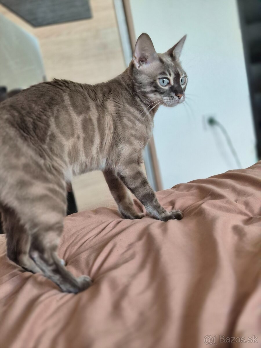 Bengalske macke - 7