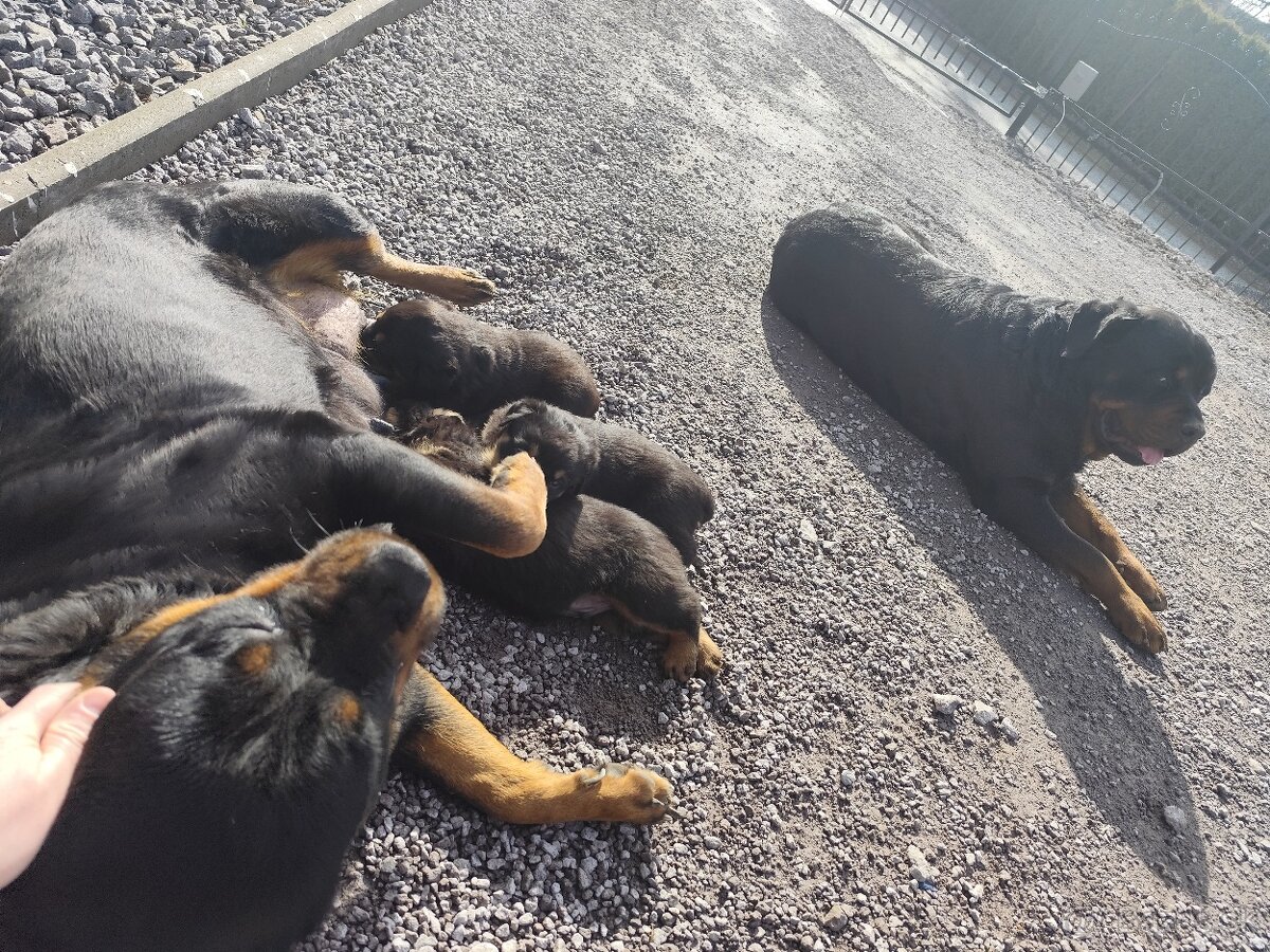 Predám rotvajlera - 7