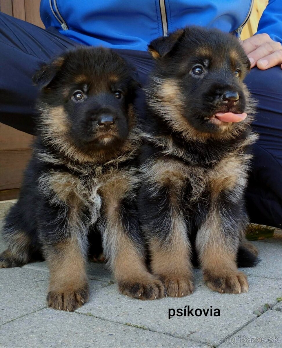 Nemecký ovčiak - 7