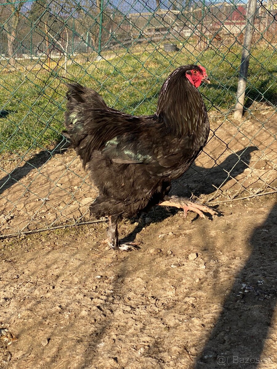 Predám kohútov Brahma veľká - 7