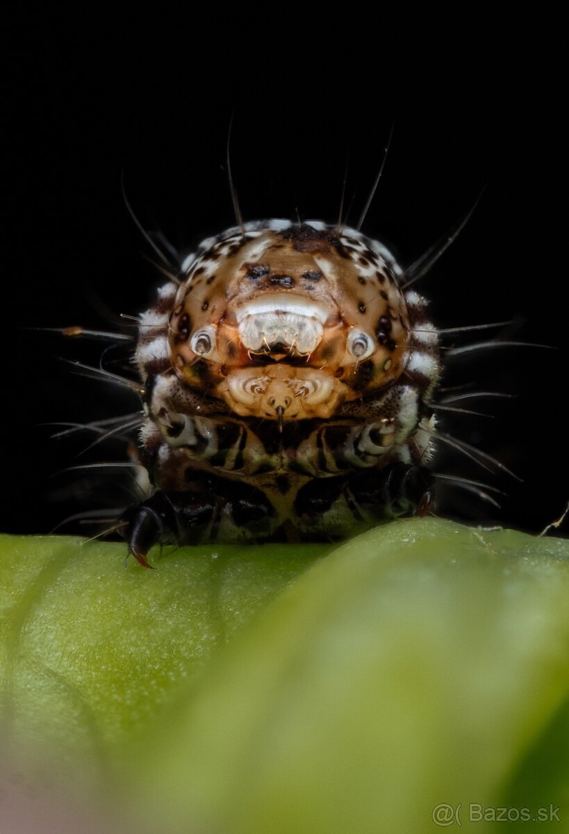 Laowa 60mm f/2.8 2× Ultra Macro – Sony E - 7