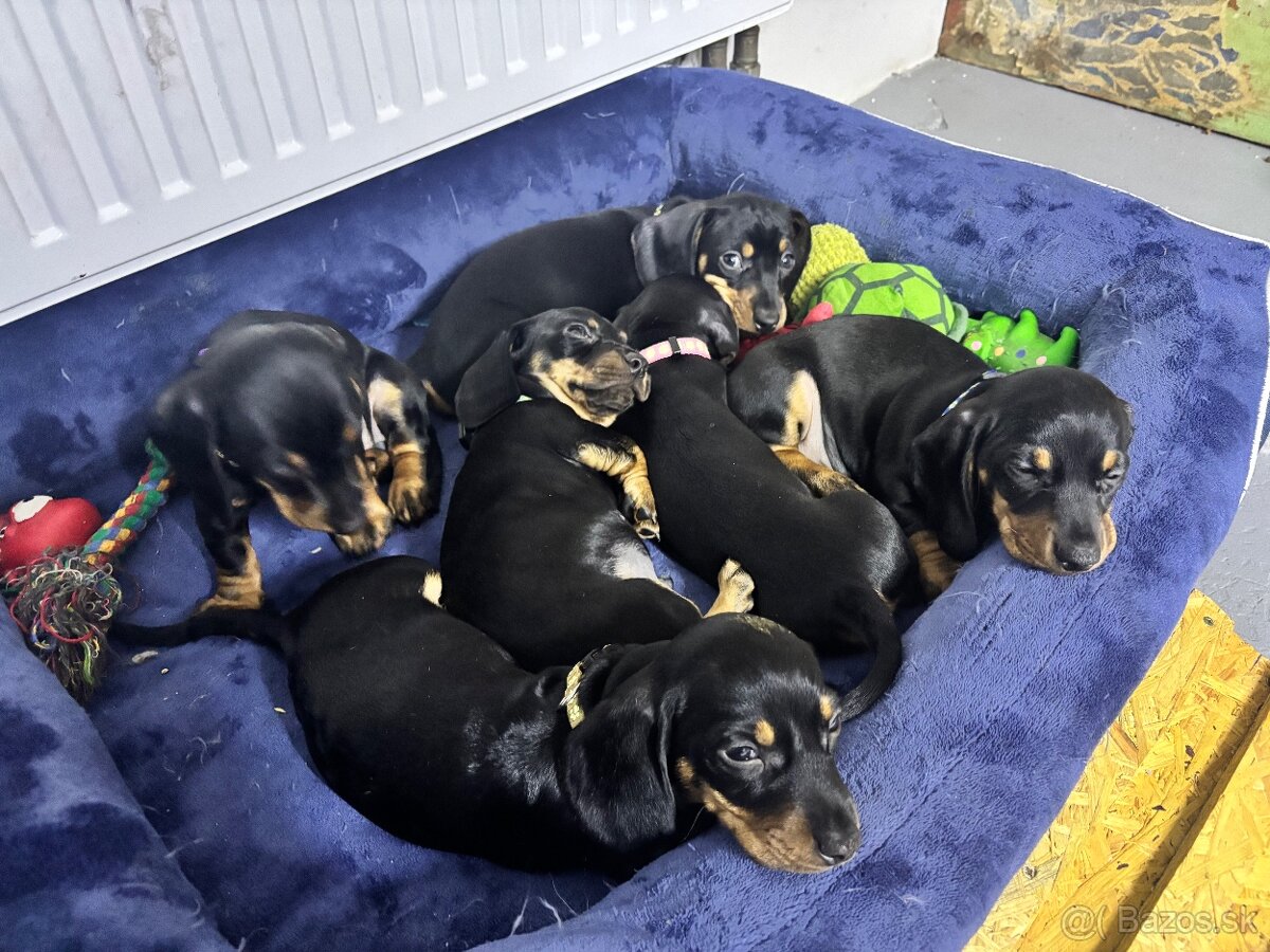 Jazvečík kratkosrstý - 7