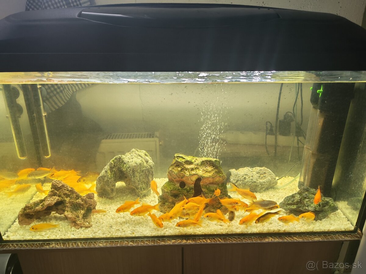 Predám komplet akvárium - 7