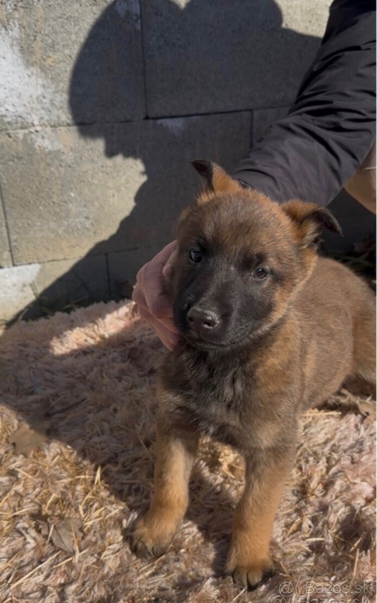 Belgický ovčiak- Malinois - 7