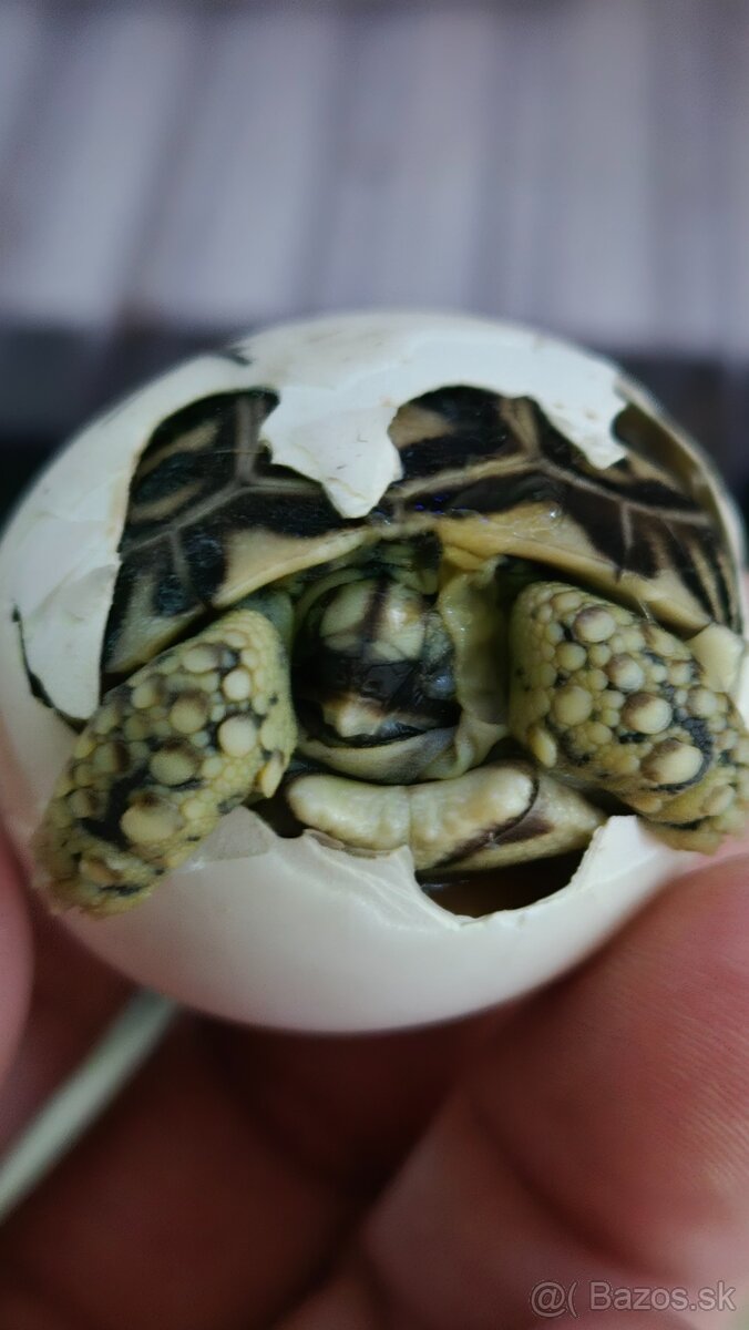 Korytnačka leopardia - 7