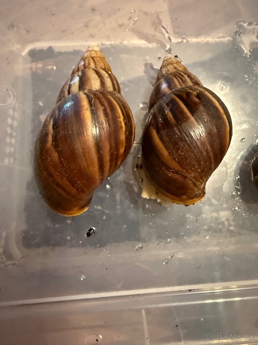 Slimák, Lissachatina Fulica - 7