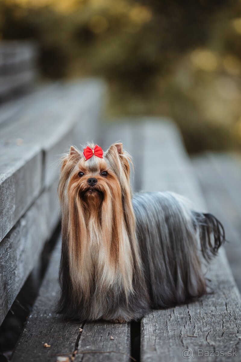 Yorkshire terier - 7