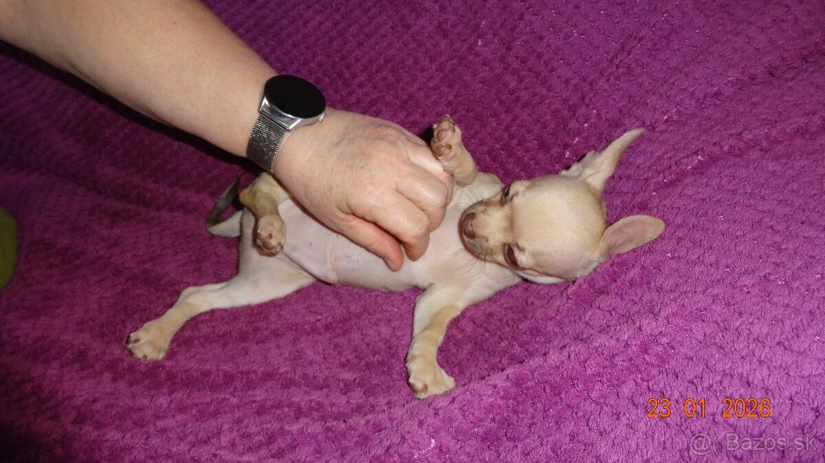 čivava krátkosrstá - 7