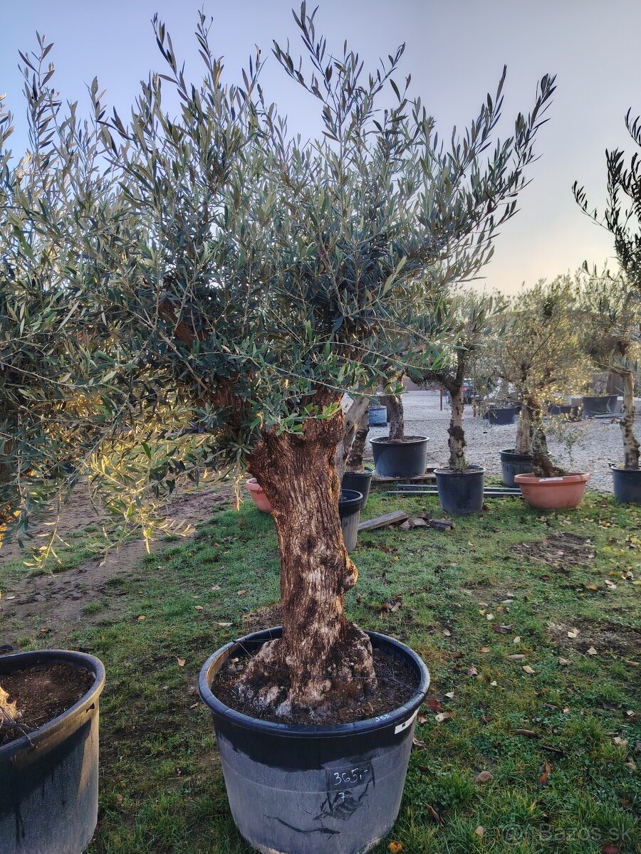 Olivovník europea - 7