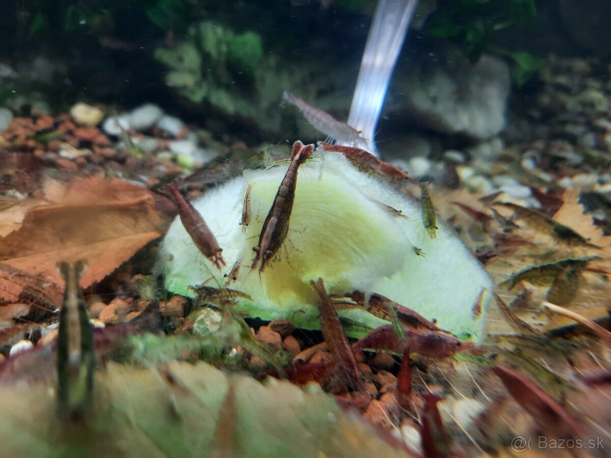 Krevetky cervene,zelené alebo mix.Kreveta - 7