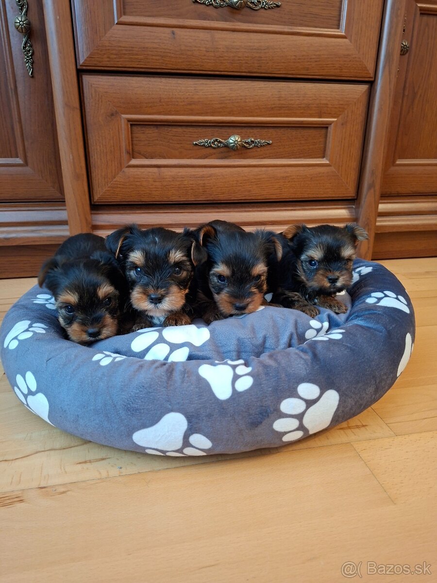 Yorkshirsky terier York - 7