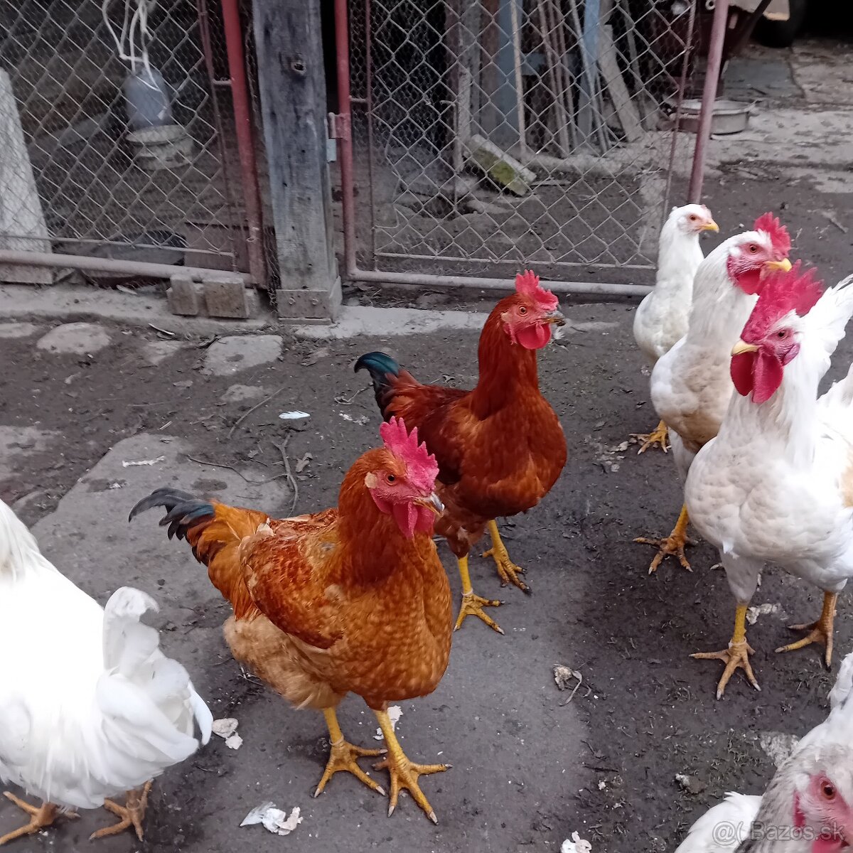 Mladé kohuty - 7