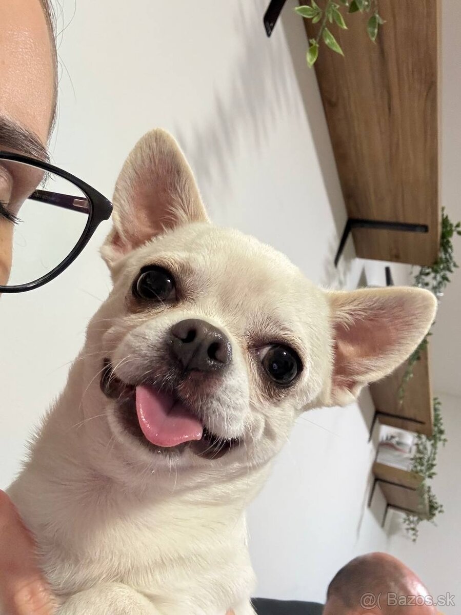 HOLÍČ / BORSKÝ MIKULÁŠ: 🐾 Ponuka na krytie – čivava Jackie - 7