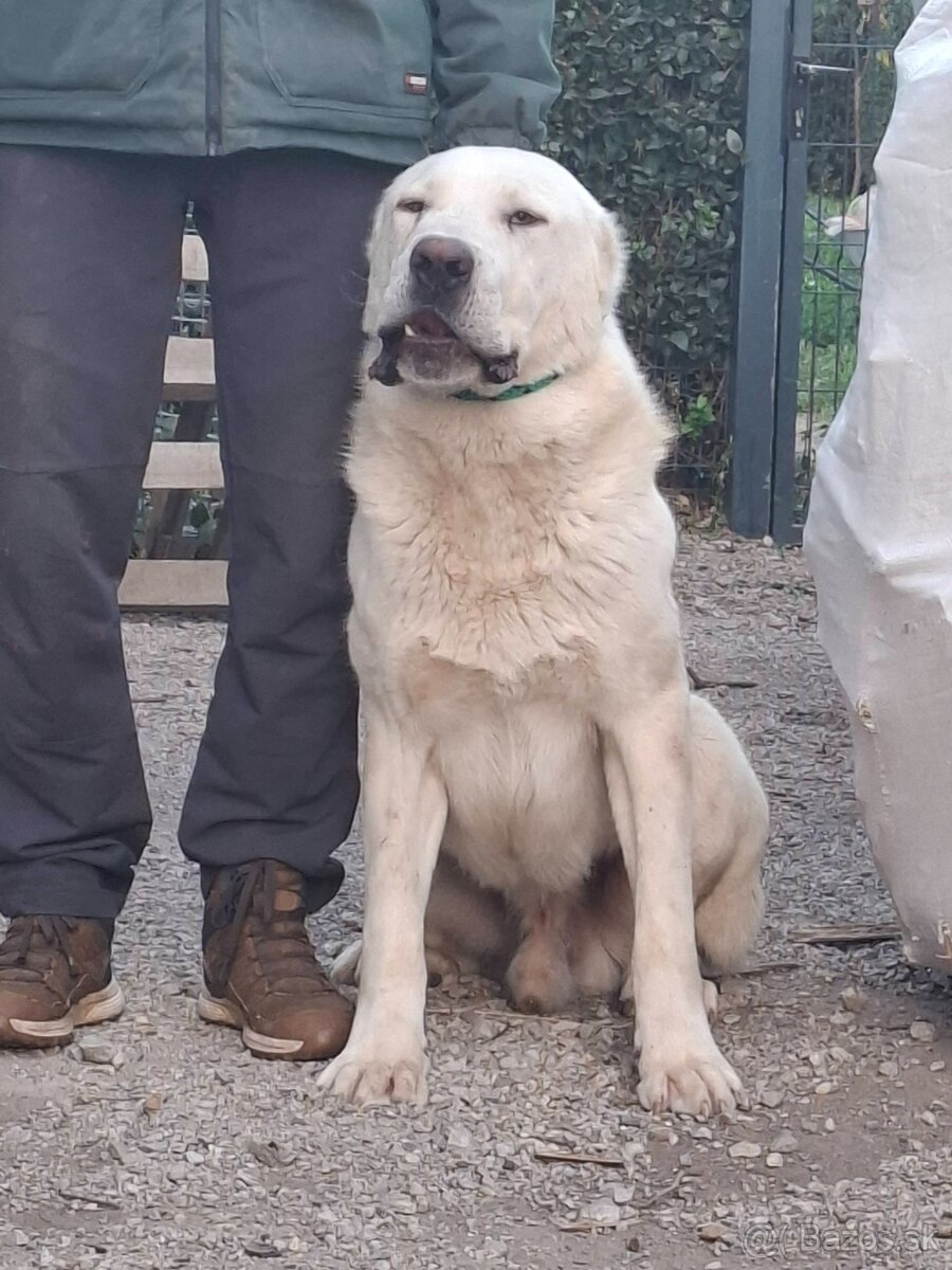 Stredoázijský ovčiak - 7