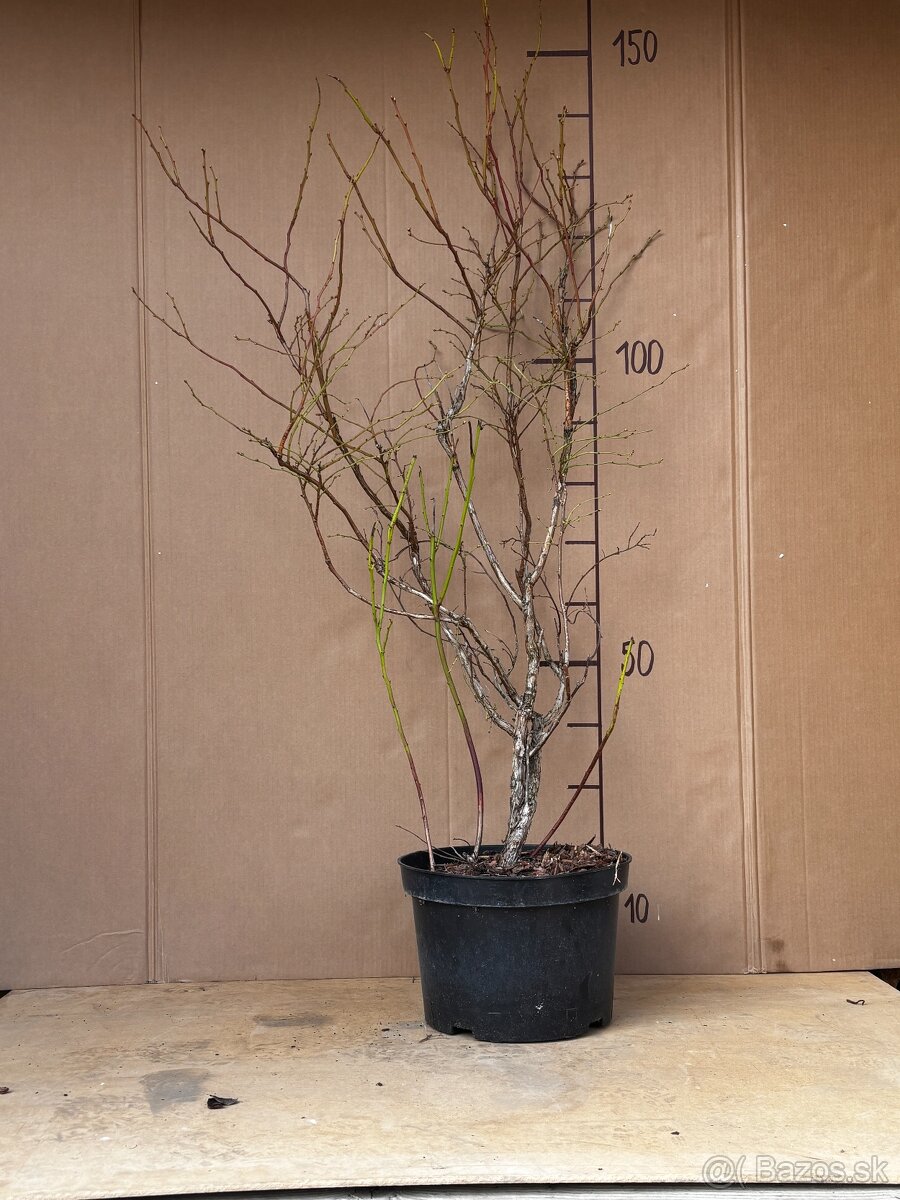 Sadenice čučoriedky kanadské a brusnice - 7