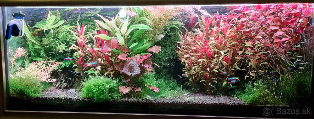 Rastlinky do akvária - 7