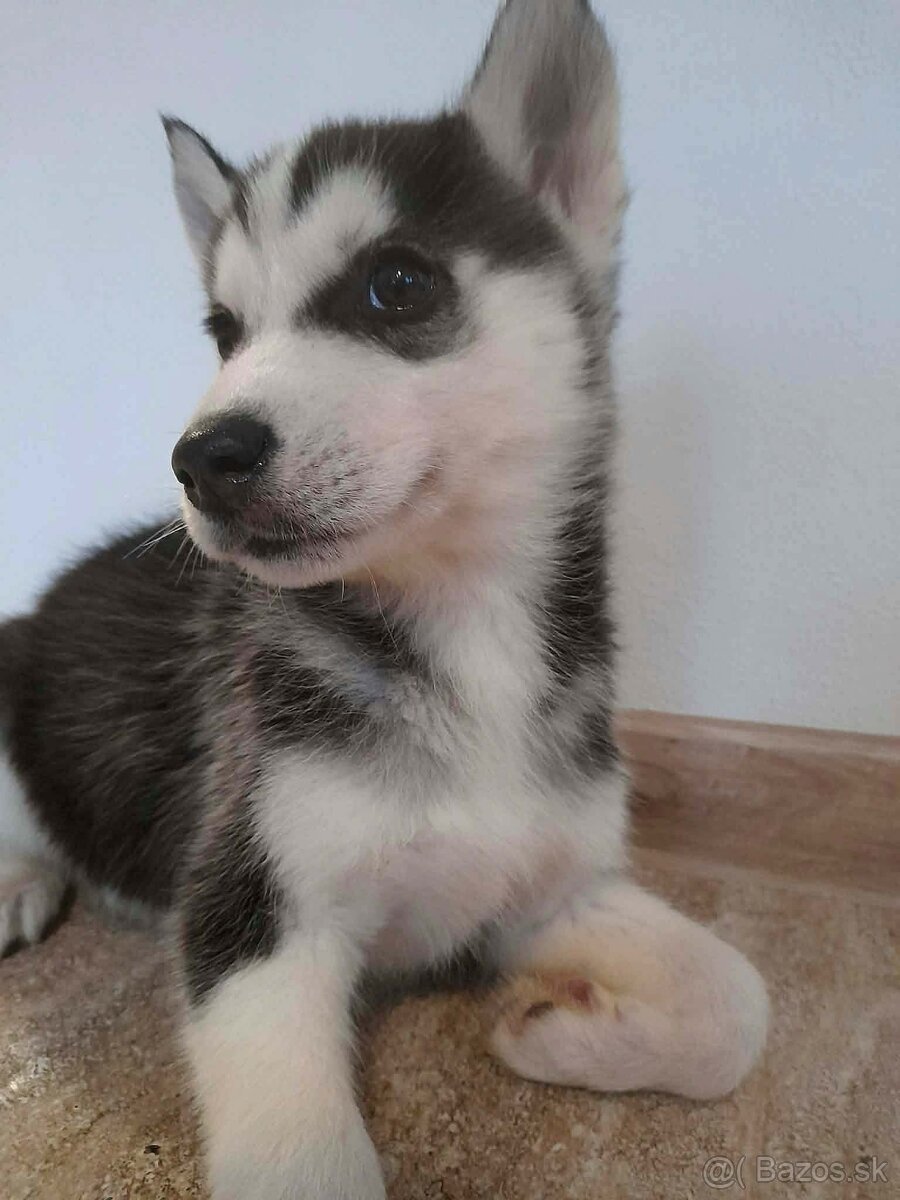 Sibírsky husky - 7