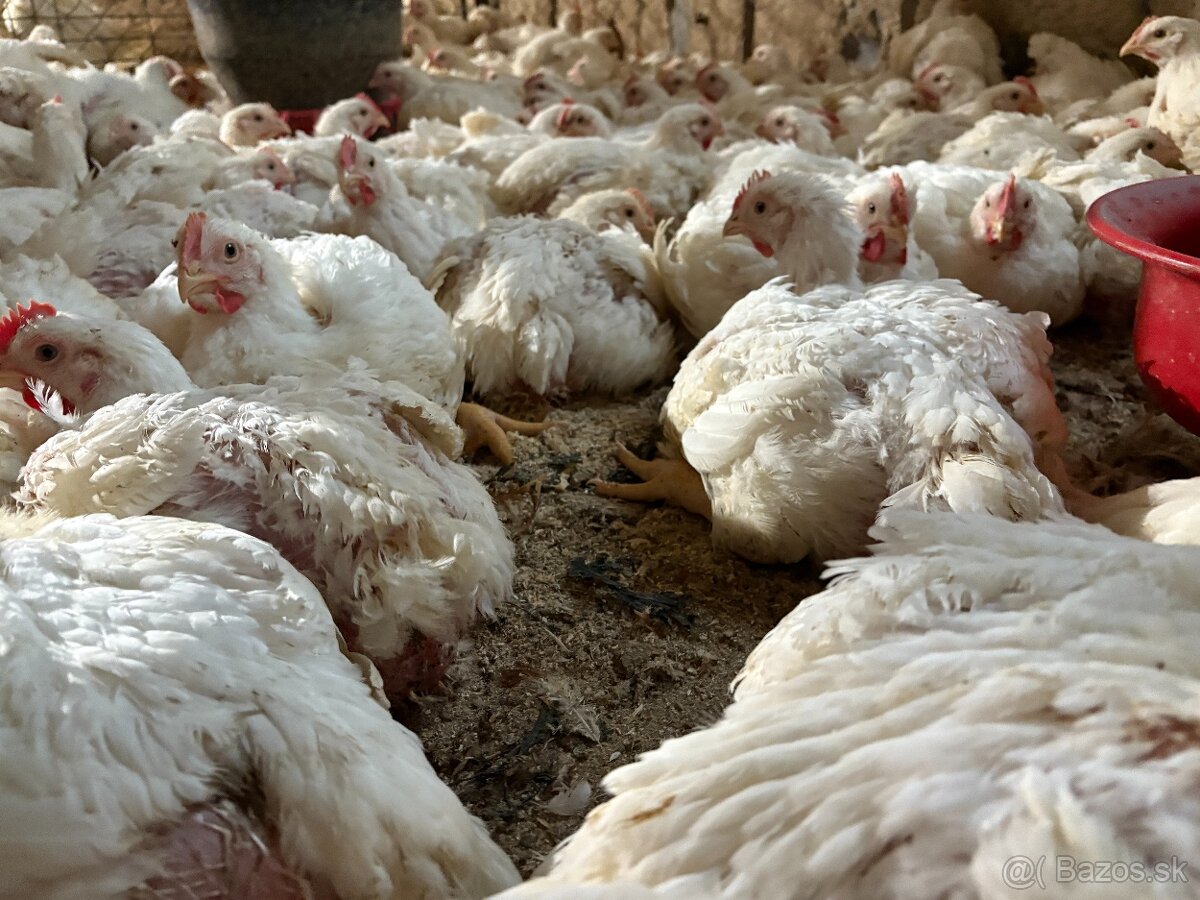 Sliepky Mládky Nosnice Lohman - 7