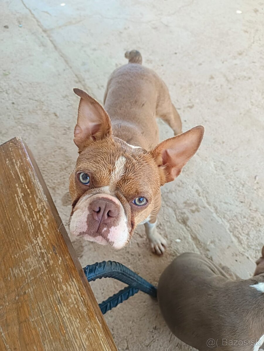 Bostonský teriér, štěňátko s PP - odběr únor 2026 - 7