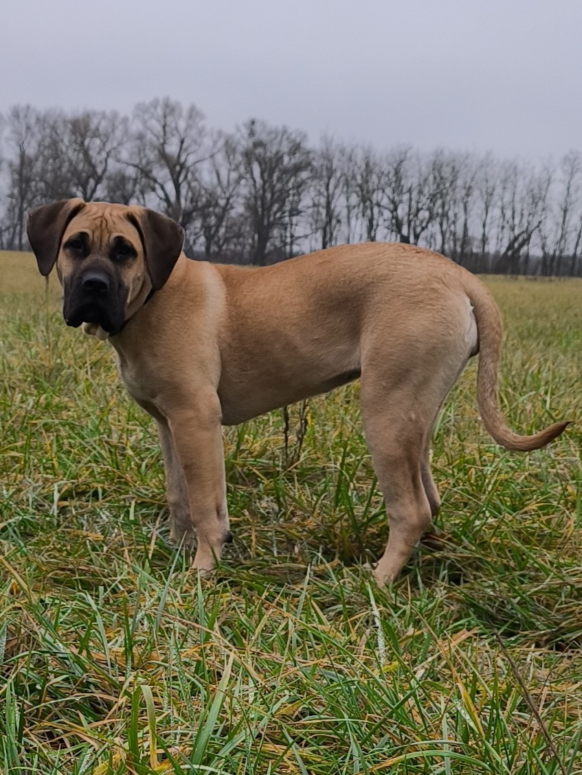POZOR VYRAZNA ZLAVA Krásna fenecka Kanárska Doga s PP - 7