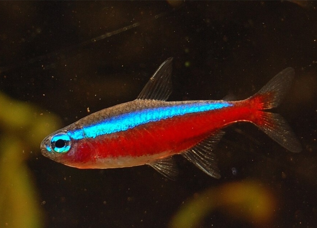 Akvarijné rybičky - 7