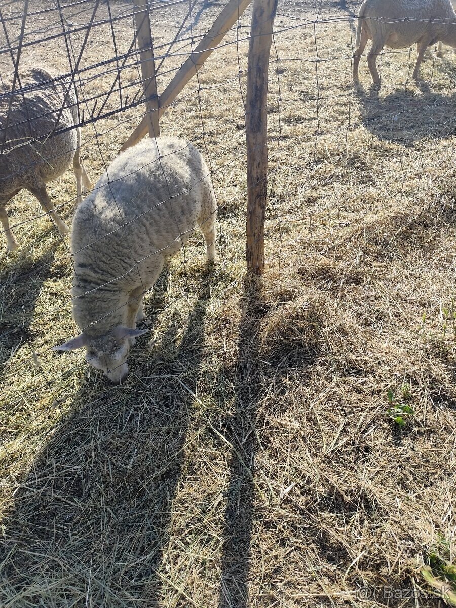 Predám ovce a kozičky - 7