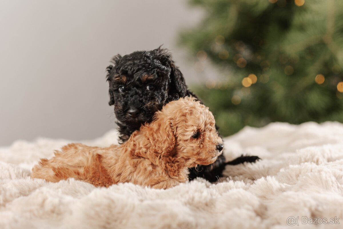 Trpasličí pudel s PP - 7