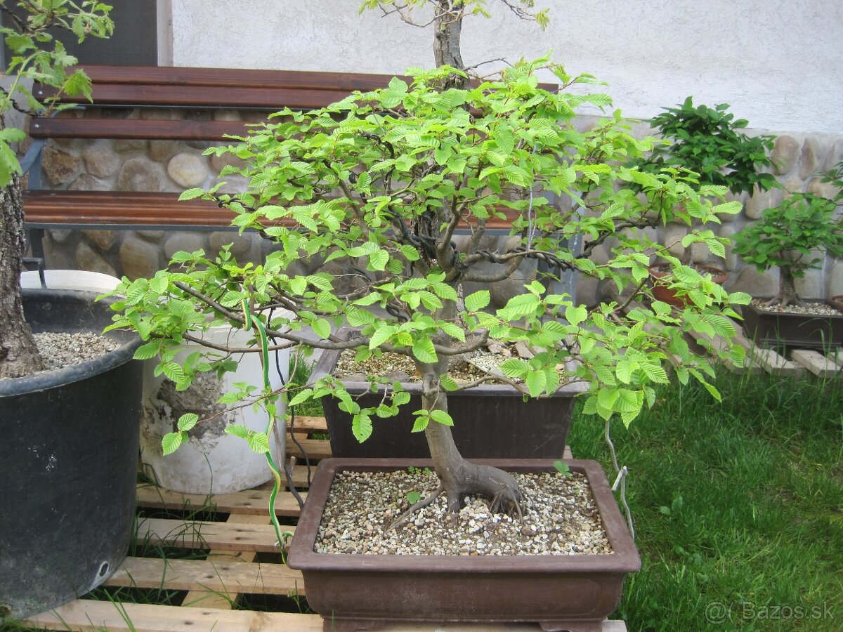 bonsai,bonsaj-hrab 9 - 7