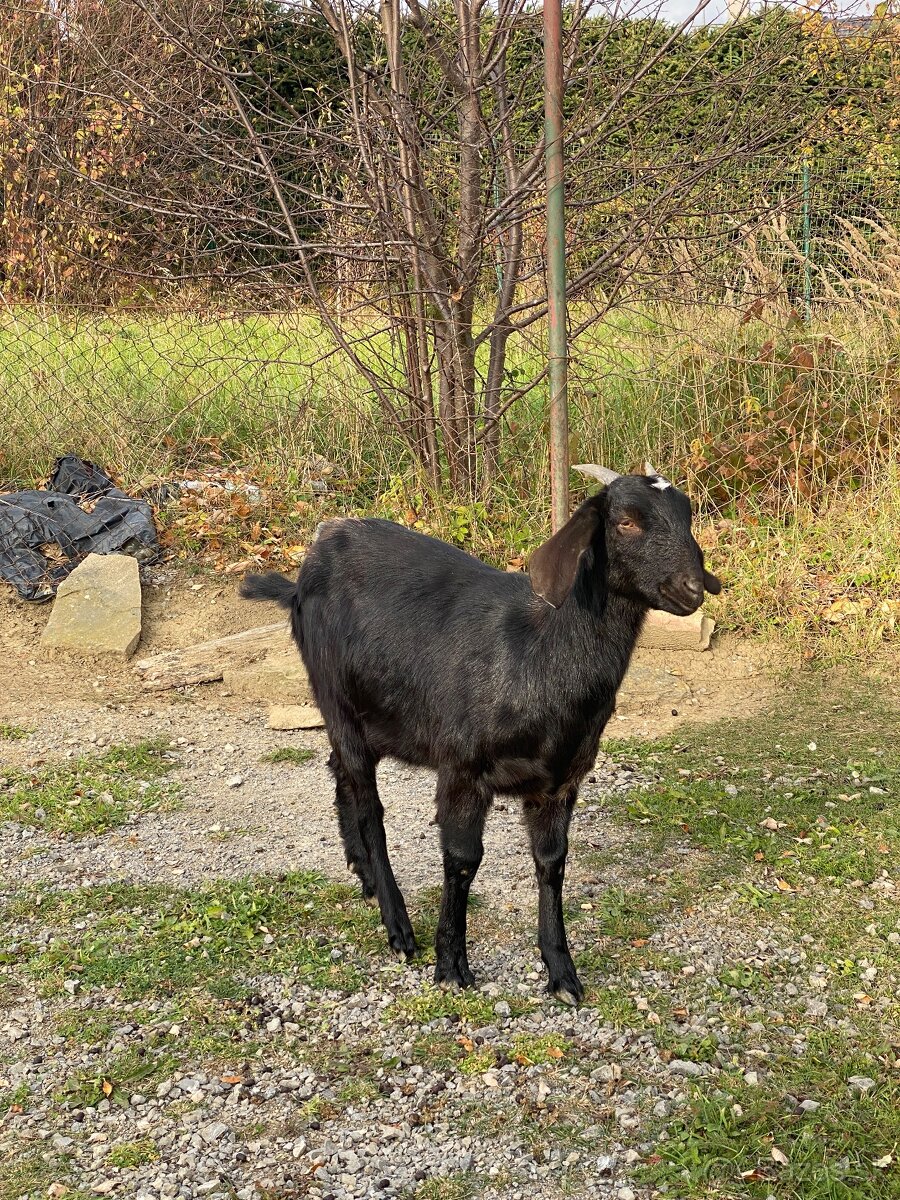 Anglonubijská koza - 7