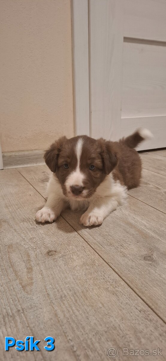 Borderská kólia, Border kólia bez PP - 7