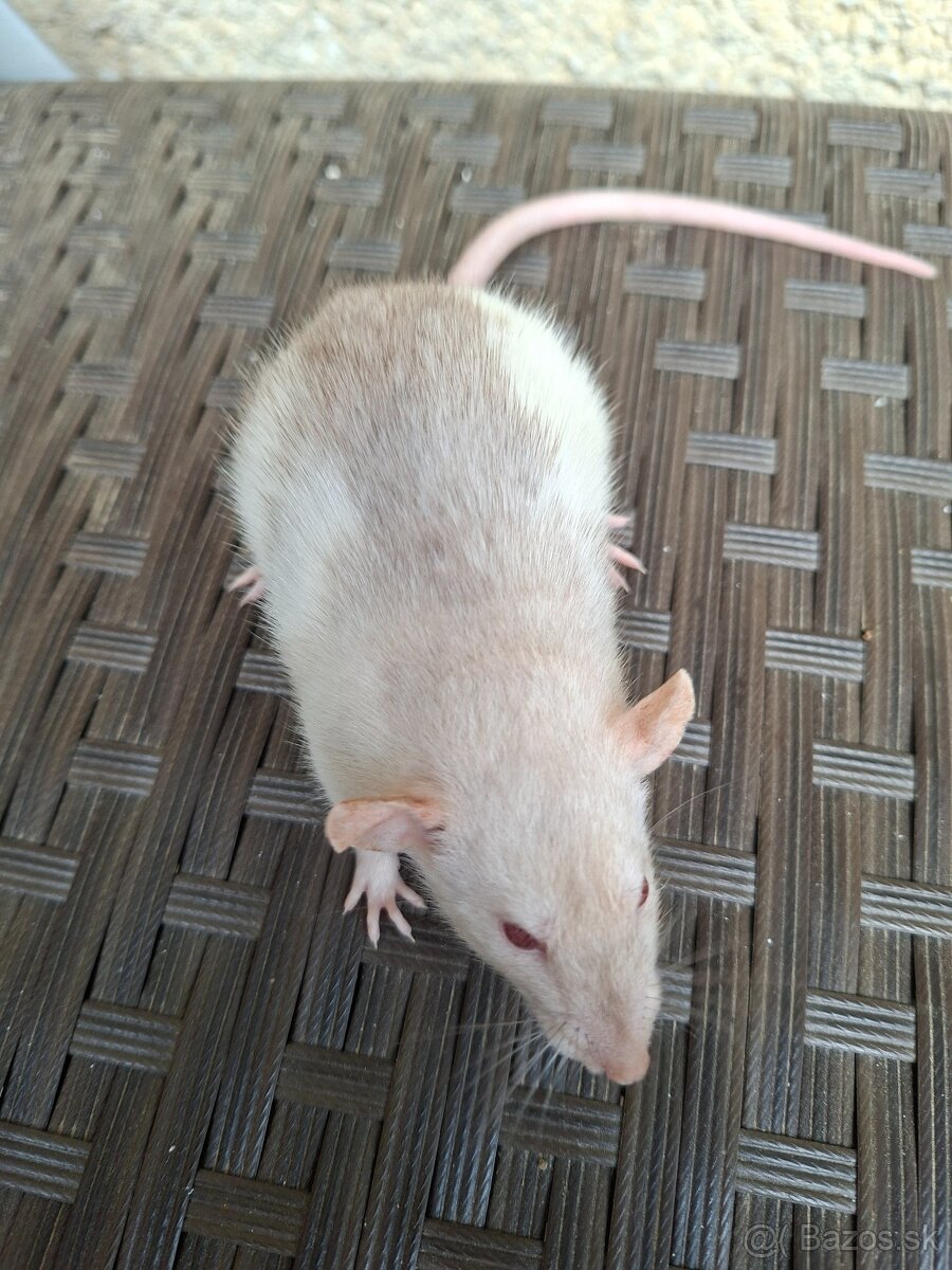Predám potkanika Dumbo - 7