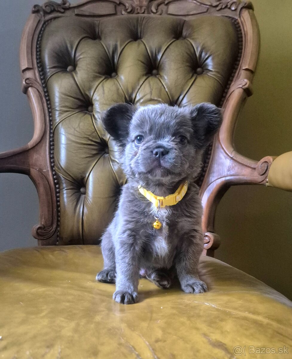 Francúzsky buldoček s PP fluffy - 7