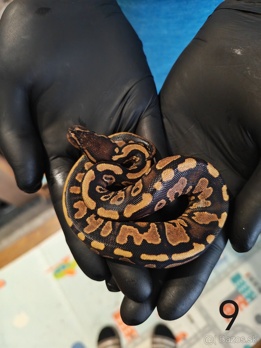 Pytón kráľovský/ Python regius - 7